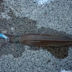 久々の複数釣果